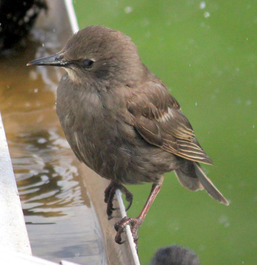 bird_on_gutter.jpg